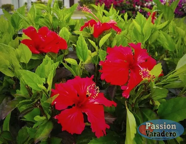 56334b 02d84bf41d924e6ba892893cb43d56bd mv2