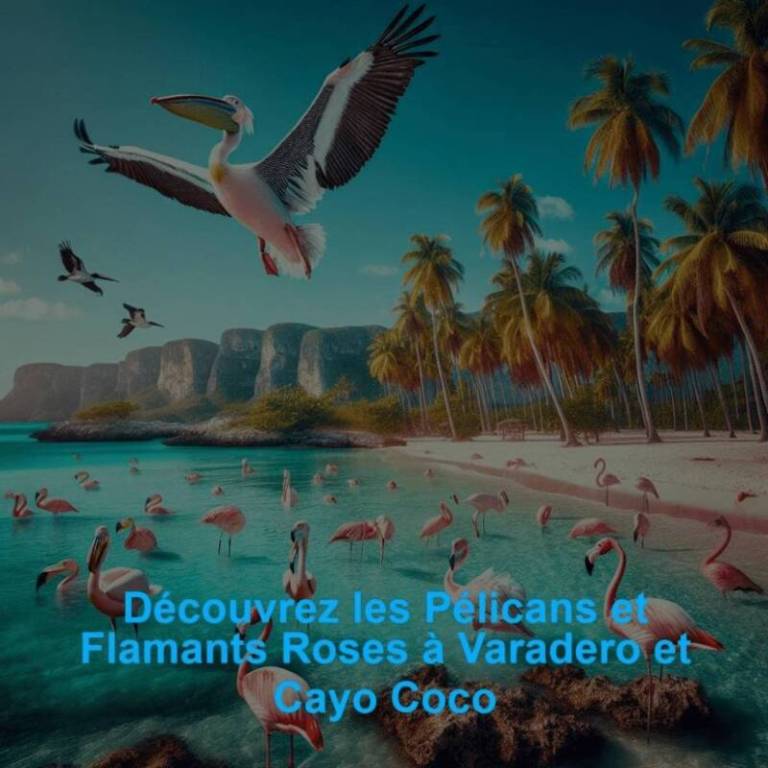 Découvrez les Pélicans et Flamants Roses à Varadero et Cayo Coco