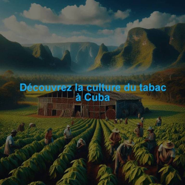 Découvrez la culture du tabac à Cuba