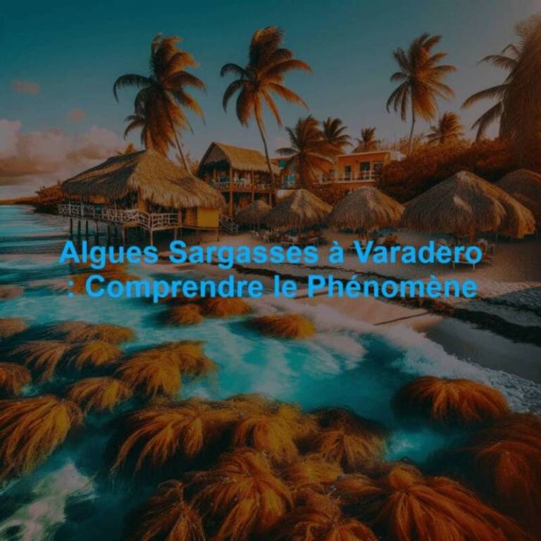 Algues Sargasses à Varadero : Comprendre le Phénomène