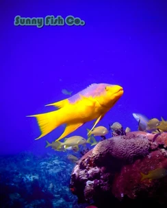 Poissons à Observer à Varadero, Cuba : Guide Pratique Poissons à Observer à Varadero, Cuba : Guide Pratique