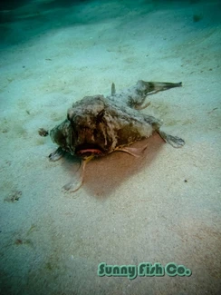 Poissons à Observer à Varadero, Cuba : Guide Pratique 60 Poissons à Observer à Varadero, Cuba : Guide Pratique