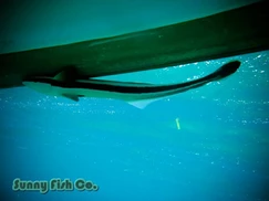 Poissons à Observer à Varadero, Cuba : Guide Pratique Poissons à Observer à Varadero, Cuba : Guide Pratique