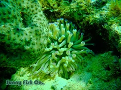 Poissons à Observer à Varadero, Cuba : Guide Pratique Poissons à Observer à Varadero, Cuba : Guide Pratique