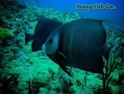 Poissons à Observer à Varadero, Cuba : Guide Pratique Poissons à Observer à Varadero, Cuba : Guide Pratique