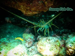 Poissons à Observer à Varadero, Cuba : Guide Pratique 49 Poissons à Observer à Varadero, Cuba : Guide Pratique