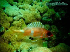 Poissons à Observer à Varadero, Cuba : Guide Pratique 65 Poissons à Observer à Varadero, Cuba : Guide Pratique