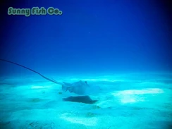 Poissons à Observer à Varadero, Cuba : Guide Pratique Poissons à Observer à Varadero, Cuba : Guide Pratique