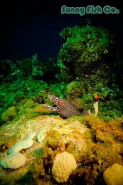 Poissons à Observer à Varadero, Cuba : Guide Pratique Poissons à Observer à Varadero, Cuba : Guide Pratique