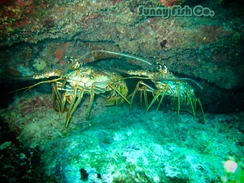 Poissons à Observer à Varadero, Cuba : Guide Pratique 89 Poissons à Observer à Varadero, Cuba : Guide Pratique