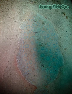 Poissons à Observer à Varadero, Cuba : Guide Pratique 75 Poissons à Observer à Varadero, Cuba : Guide Pratique