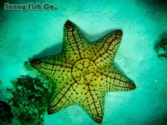 Poissons à Observer à Varadero, Cuba : Guide Pratique Poissons à Observer à Varadero, Cuba : Guide Pratique