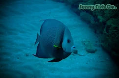 Poissons à Observer à Varadero, Cuba : Guide Pratique 85 Poissons à Observer à Varadero, Cuba : Guide Pratique