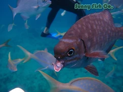 Poissons à Observer à Varadero, Cuba : Guide Pratique Poissons à Observer à Varadero, Cuba : Guide Pratique