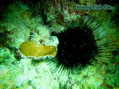 Poissons à Observer à Varadero, Cuba : Guide Pratique Poissons à Observer à Varadero, Cuba : Guide Pratique