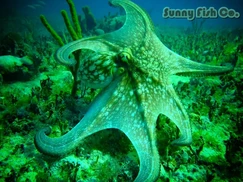 Poissons à Observer à Varadero, Cuba : Guide Pratique Poissons à Observer à Varadero, Cuba : Guide Pratique