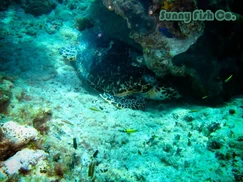 Poissons à Observer à Varadero, Cuba : Guide Pratique Poissons à Observer à Varadero, Cuba : Guide Pratique