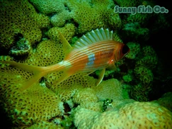 Poissons à Observer à Varadero, Cuba : Guide Pratique Poissons à Observer à Varadero, Cuba : Guide Pratique