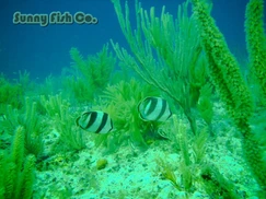 Poissons à Observer à Varadero, Cuba : Guide Pratique Poissons à Observer à Varadero, Cuba : Guide Pratique