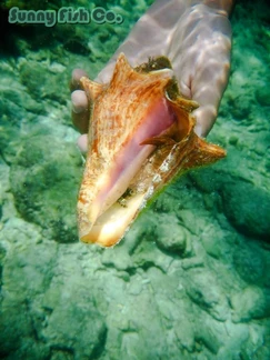 Poissons à Observer à Varadero, Cuba : Guide Pratique Poissons à Observer à Varadero, Cuba : Guide Pratique