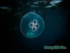 Poissons à Observer à Varadero, Cuba : Guide Pratique Poissons à Observer à Varadero, Cuba : Guide Pratique