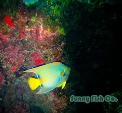 Poissons à Observer à Varadero, Cuba : Guide Pratique 48 Poissons à Observer à Varadero, Cuba : Guide Pratique