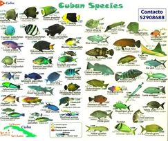 Poissons à Observer à Varadero, Cuba : Guide Pratique Poissons à Observer à Varadero, Cuba : Guide Pratique