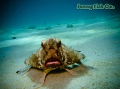 Poissons à Observer à Varadero, Cuba : Guide Pratique 51 Poissons à Observer à Varadero, Cuba : Guide Pratique