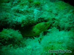 Poissons à Observer à Varadero, Cuba : Guide Pratique Poissons à Observer à Varadero, Cuba : Guide Pratique