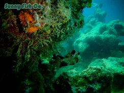 Poissons à Observer à Varadero, Cuba : Guide Pratique Poissons à Observer à Varadero, Cuba : Guide Pratique