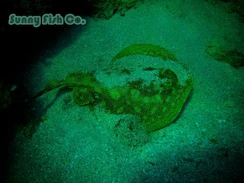 Poissons à Observer à Varadero, Cuba : Guide Pratique Poissons à Observer à Varadero, Cuba : Guide Pratique