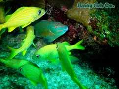 Poissons à Observer à Varadero, Cuba : Guide Pratique Poissons à Observer à Varadero, Cuba : Guide Pratique