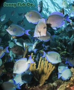 Poissons à Observer à Varadero, Cuba : Guide Pratique Poissons à Observer à Varadero, Cuba : Guide Pratique