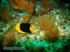 Poissons à Observer à Varadero, Cuba : Guide Pratique Poissons à Observer à Varadero, Cuba : Guide Pratique