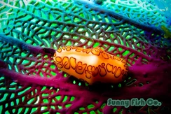 Poissons à Observer à Varadero, Cuba : Guide Pratique 81 Poissons à Observer à Varadero, Cuba : Guide Pratique