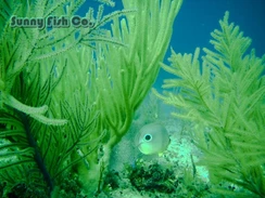 Poissons à Observer à Varadero, Cuba : Guide Pratique 70 Poissons à Observer à Varadero, Cuba : Guide Pratique