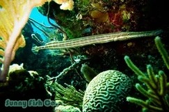 Poissons à Observer à Varadero, Cuba : Guide Pratique Poissons à Observer à Varadero, Cuba : Guide Pratique