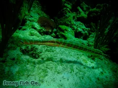 Poissons à Observer à Varadero, Cuba : Guide Pratique Poissons à Observer à Varadero, Cuba : Guide Pratique