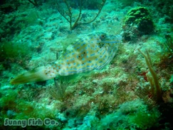 Poissons à Observer à Varadero, Cuba : Guide Pratique Poissons à Observer à Varadero, Cuba : Guide Pratique