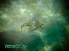 Poissons à Observer à Varadero, Cuba : Guide Pratique 80 Poissons à Observer à Varadero, Cuba : Guide Pratique