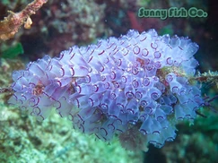 Poissons à Observer à Varadero, Cuba : Guide Pratique 88 Poissons à Observer à Varadero, Cuba : Guide Pratique