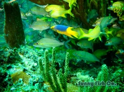 Poissons à Observer à Varadero, Cuba : Guide Pratique 61 Poissons à Observer à Varadero, Cuba : Guide Pratique