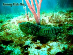 Poissons à Observer à Varadero, Cuba : Guide Pratique 59 Poissons à Observer à Varadero, Cuba : Guide Pratique