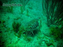 Poissons à Observer à Varadero, Cuba : Guide Pratique 78 Poissons à Observer à Varadero, Cuba : Guide Pratique