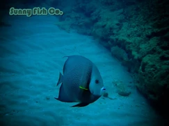 Poissons à Observer à Varadero, Cuba : Guide Pratique 82 Poissons à Observer à Varadero, Cuba : Guide Pratique