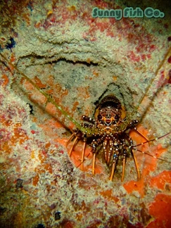 Poissons à Observer à Varadero, Cuba : Guide Pratique 57 Poissons à Observer à Varadero, Cuba : Guide Pratique