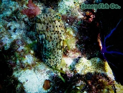 Poissons à Observer à Varadero, Cuba : Guide Pratique Poissons à Observer à Varadero, Cuba : Guide Pratique