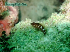 Poissons à Observer à Varadero, Cuba : Guide Pratique Poissons à Observer à Varadero, Cuba : Guide Pratique