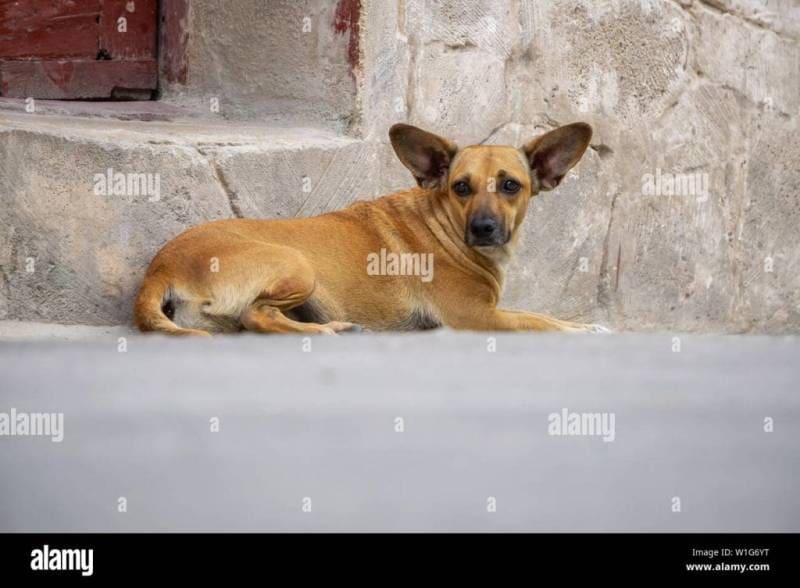 chiens depisteurs a cuba varadero et la havane