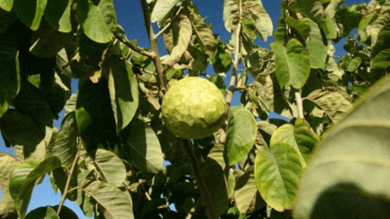 decouvrez-la-chirimoya-un-tresor-tropical-a-cuba